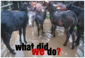 no horse is safe from slaughter children s ponies show