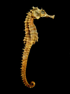 always have a hard time believing seahorses are real. In my mind ...