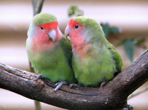 ve chosen the following pictures of love birds enjoy