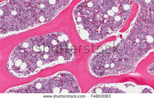 Red Bone Marrow Histology Normal healthy bone marrow