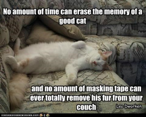 No Amount Of Time Can Erase The Memory Of A Good Cat And No Amount Of ...