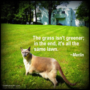 cat wisdom 101-merlin-siamese-grass-greener-quote.jpg