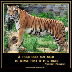 World of Proverbs - Famous Quotes: A tiger does not have to proclaim ...