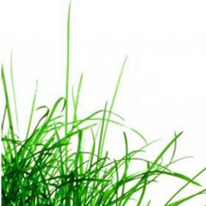 These are the quotes about life love green grass and Pictures