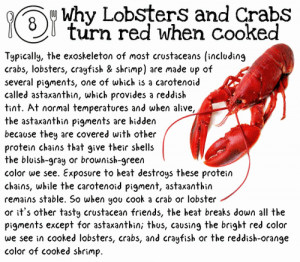 Funny And Interesting Food Facts