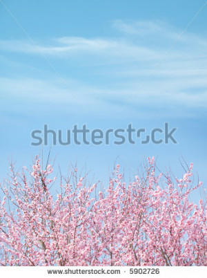 winter plum blossom tree