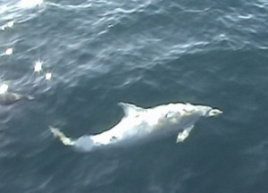 Source ) Rare albino bottlenose dolphin (see these previous posts ...