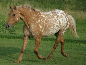 GCh. Peppy Paradise - Appaloosa