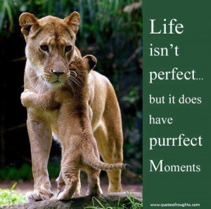 Nice life quotes thoughts perfect moments great best