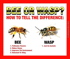 Difference Between Bees and Wasps