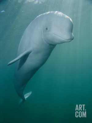 Related Pictures beluga whales photo canada wallpaper national ...