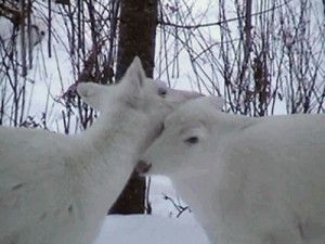 Some super rare white (piebald deer/leucistic) & albino buck. Found in ...