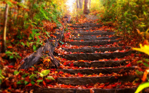 Home - Wallpapers / Photographs - Other - Autumn steps
