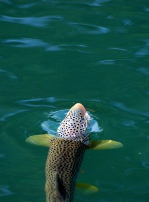 brilliant trout fishing shot! www.buildfishinglures.com www ...