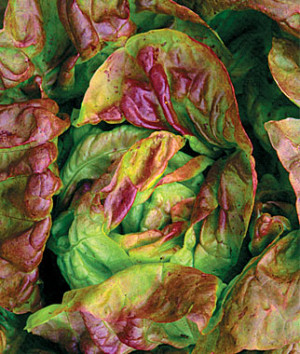 ... CLICK ON THE IMAGE. COOL WEATHER IS GREAT FOR FALL LETTUCE CROPS