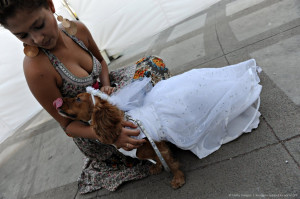 Trixie The Scottish Terrier