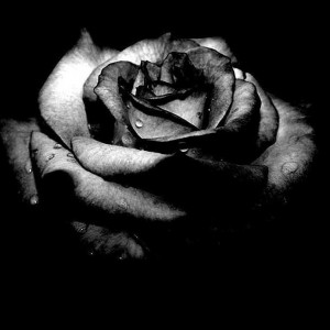 Black Rose Quotes Photo Images