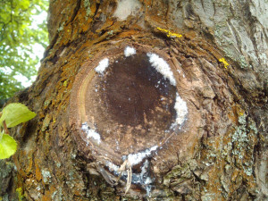 Apple Tree Fungus Identification