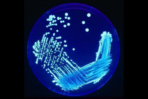 Microbiology Picture Slideshow
