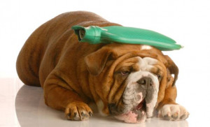 So ask yourself—could your dog be trying to tell you something about ...