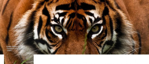 strong tiger face Facebook cover