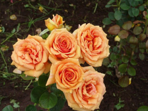 Ludwigs Roses | Medium sized, bronze, long lasting blooms are borne ...