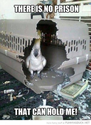 bird animal pecked through cage no prison can hold me funny pics ...