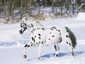 Appaloosa Horse Trotting Through Snow, USA Premium Poster