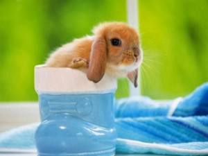 Labels: Animal , HD Wallpapers , Wallpapers