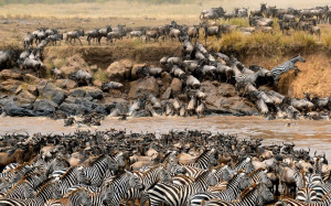 Thousands of zebra and wildebeest cross the Mara river during the ...
