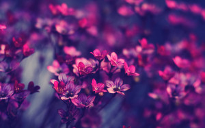 10 Gorgeous Widescreen Flower Wallpapers