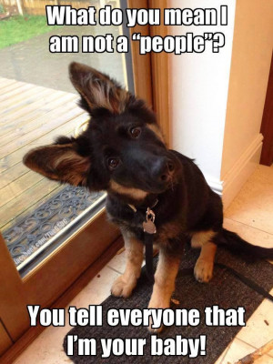 10 Pics Of German Shepherds That Will Make You Laugh Every Time