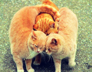 Friendship Day HD images showing Friendship among cats.