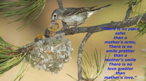 Mothers Day Quotes: Mother Bird Feeding Baby Birds