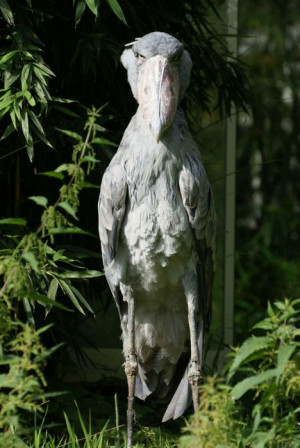 Funny photos big creepy ugly bird shoebill
