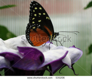 Colorful Flowers Butterfly