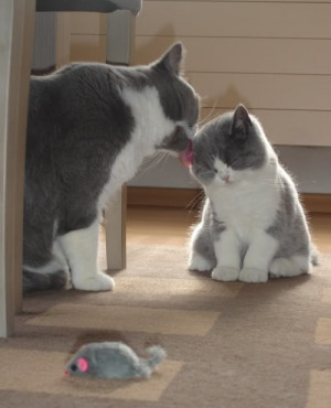 Deja un comentario Cancelar respuesta