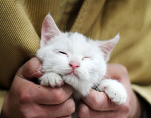 cute quotes pregnancy