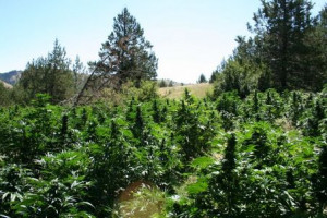 ... the marijuana farm they uncovered Monday in Baker County on BLM land