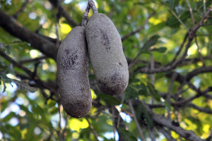 Florida Wild Fruit Trees