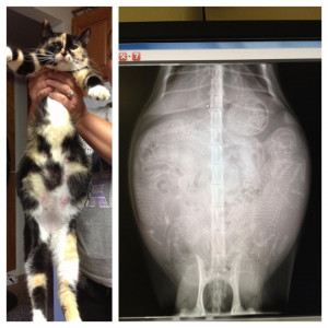 Pregnant cat x-ray