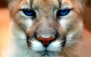 Animal - Cougar Opus Highres Wallpaper