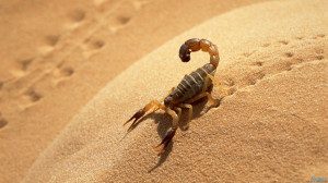 Scorpion 1600×900 Wallpaper