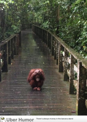 Apparently orangutans don’t enjoy the rain very much.