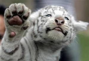 White Tiger Cubs Wallpaper,tiger, tigers, tiger picture, bengal tiger ...