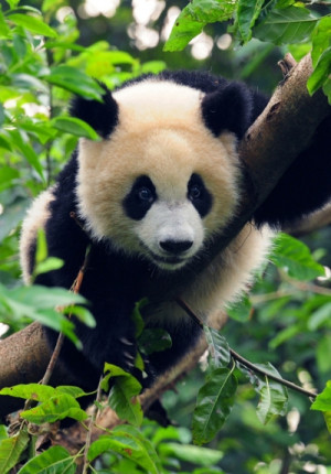 China Giant Pandas The Protection Endangered Animal
