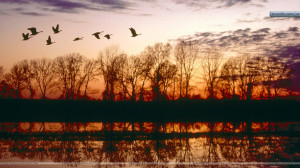 Canada Geese Migrating, Missouri