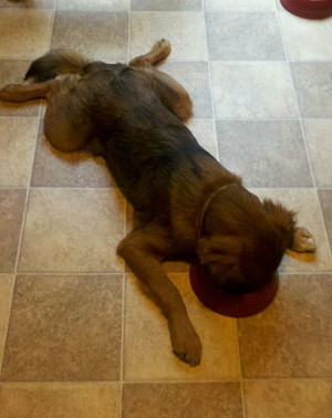 funny tired cat hugging couch