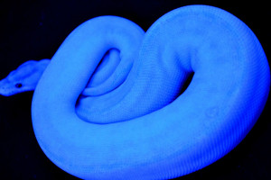 Thread: Outdoor & Blacklight Photos: Leopard, Stinging Bumblebee, and ...