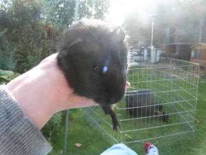 year ago For Sale Rodents Guinea Pig Manchester